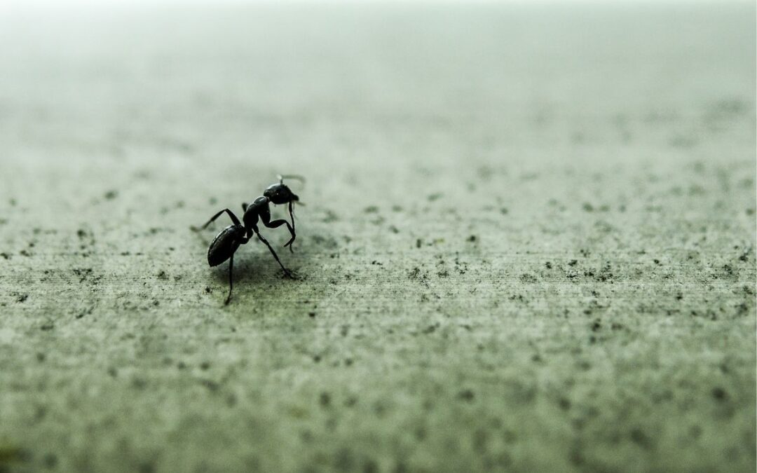 Come prevenire l’invasione delle formiche e come tenerle lontane da casa