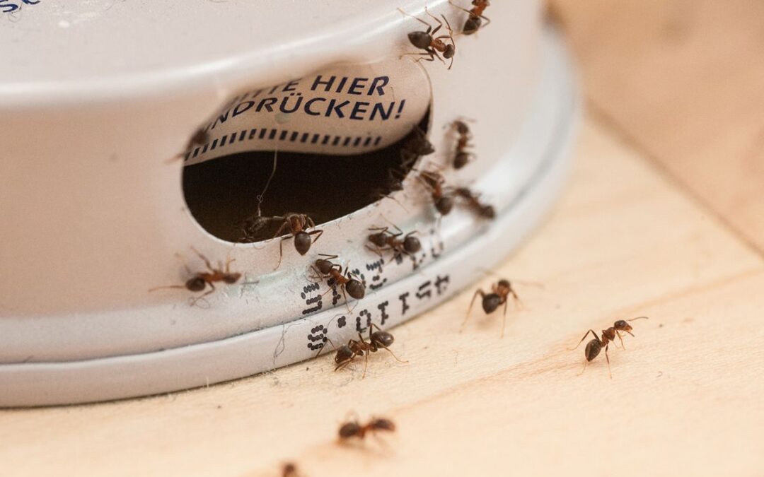 Come allontanare le formiche da casa