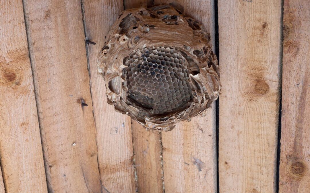 Nidi di vespe in casa: come trovarli e come rimuoverli