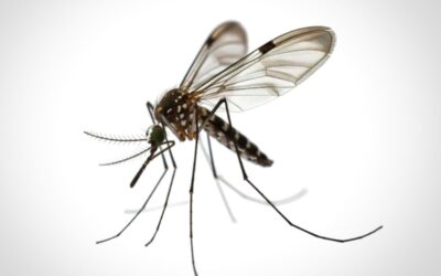 Disinfestazione in estate: perché intervenire subito può evitare problemi molto più seri (e costosi da risolvere)